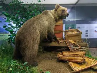 Problembär Bruno im Museum Mensch und Natur