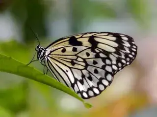 Idea leuconoe - Schmetterling