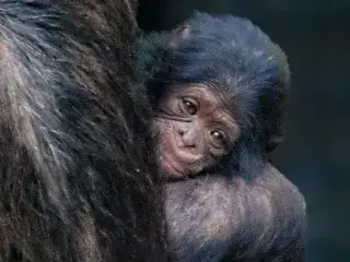 Schimpansen-Baby