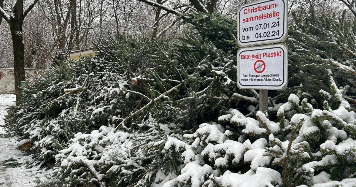 Christbaum Entsorgen München