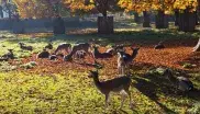 Wildgehege im Münchner Hirschgarten im Herbst.