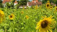 Schloss Blutenburg im Sommer
