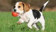 Hundewelpe spielt auf einer Wiese