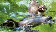Pinguine schwimmen im Wasser