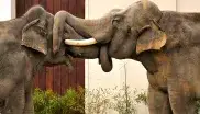 Elefanten im Tierpark Hellabrunn