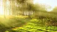 Sonne scheint durch die Bäume