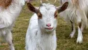 Girgentana-Ziegen in Hellabrunn