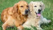 Hunde im Park