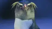 Felsenpinguine Hellabrunn