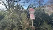 Christbaum-Sammelstelle in München
