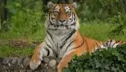 Tiger Ahimsa im Tierpark Hellabrunn
