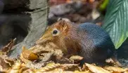 Rotschulter-Rüsselhündchen im Tierpark Hellabrunn