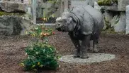 Nashorn mit geschmücktem Weihnachtsbaum
