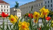 Blumen am Wittelsbacher Platz